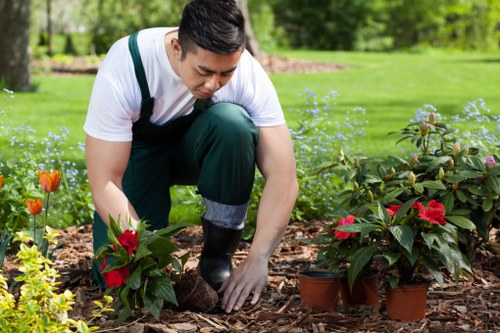 Soil improvement and watering for lawn care in Harlington gardens